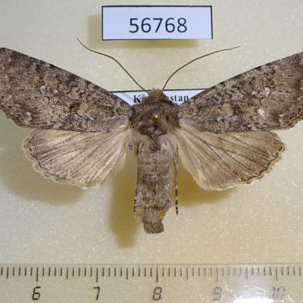 Noctuidae Polia serratilinea spallax Kazakhstan