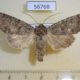 56768p Noctuidae Polia serratilinea spallax Kazakhstan $10
