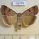 56779p Noctuidae Lygephila lubrica Kazakhstan $8