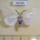 56784p Lymantridae Leucoma salicis Kazakhstan $4