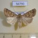 56790p Noctuidae Dichagyris celebrata Kazakhstan $8
