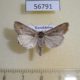 56791p Noctuidae Epimecia ustula Kazakhstan $50
