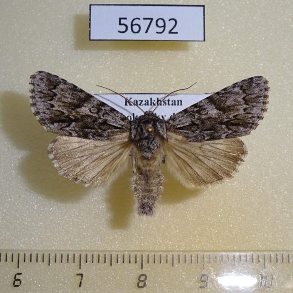 Noctuidae Acronicta auricoma Kazakhstan