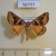 56797p Noctuidae Gonospilea minuta Kazakhstan $12
