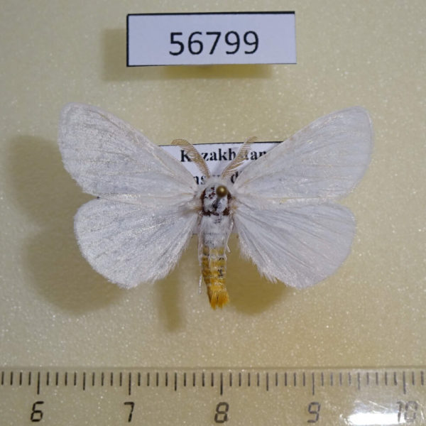Lymantridae Sphrageidus similis Kazakhstan