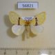 56821p Lymantridae Euproctis molunduana Uganda $10