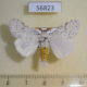 56823p Lymantridae Eudasychira georgiana Uganda $9