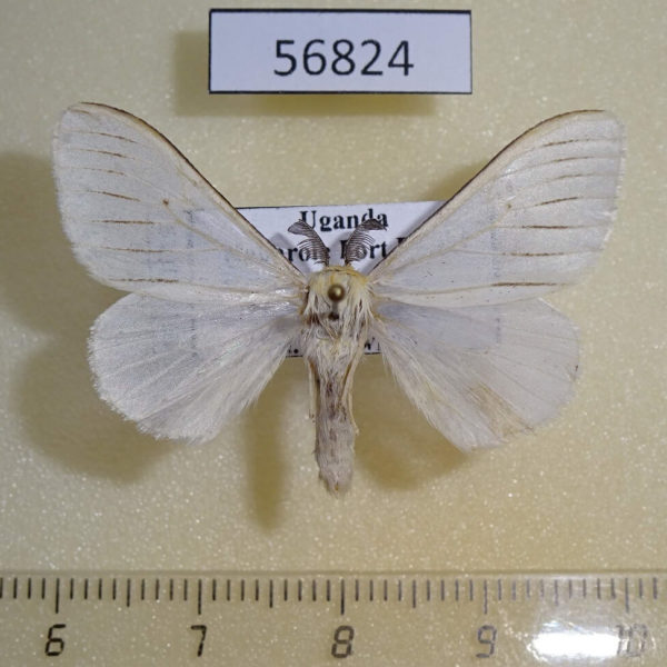 Lymantridae Stracena cf. eximia Uganda
