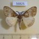 56825p Lymantridae Argyrostagma niobe Uganda $8