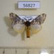 56827p Lymantridae Rhypopteryx sp. Uganda $12