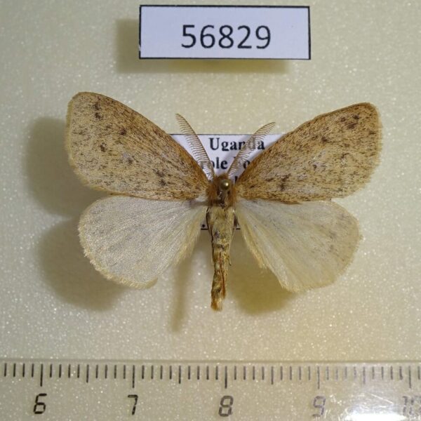 Lymantridae Laelia sp. Uganda