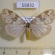 56832p Arctiidae Galtara convergens f Uganda $14