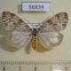 56839p Arctiidae Galtara convergens f Uganda $12