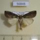 56848p Notodontiidae sp. Uganda $7
