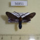 56851p Zygaenidae Saliunca styx Uganda $8