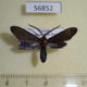 56852p Zygaenidae Saliunca styx Uganda $10