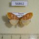 56862p Arctiidae Afrasura discocellularis Uganda $10