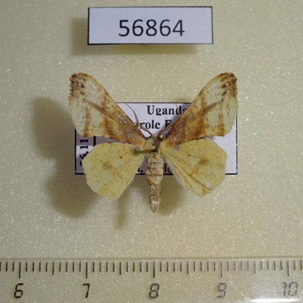 Geometridae Xenimpia erosa Uganda