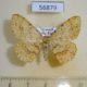 56879p Geometridae Anacleora extremaria Uganda $6