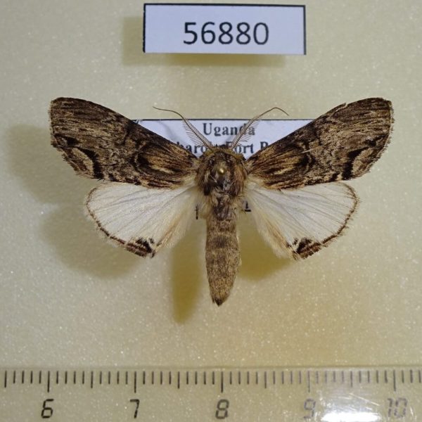Notodontiidae Atrasana sp. grisea Uganda