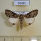 56880p Notodontiidae Atrasana sp. grisea Uganda $8