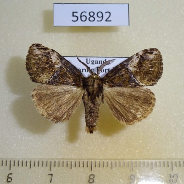 Lymantridae Dasychira ocellifera Uganda