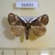 56892p Lymantridae Dasychira ocellifera Uganda $7