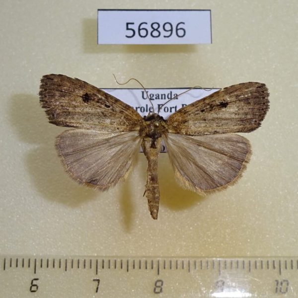 Noctuidae sp. Uganda