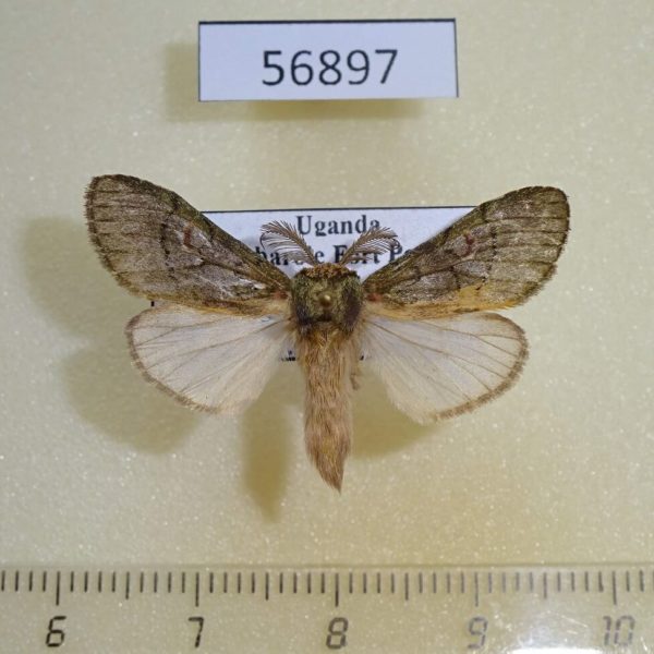 Notodontiidae Rhenea rufescens Uganda