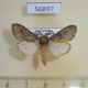 56897p Notodontiidae Rhenea rufescens Uganda $8
