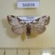 56898p Noctuidae Meganola argentitincta f Uganda $8