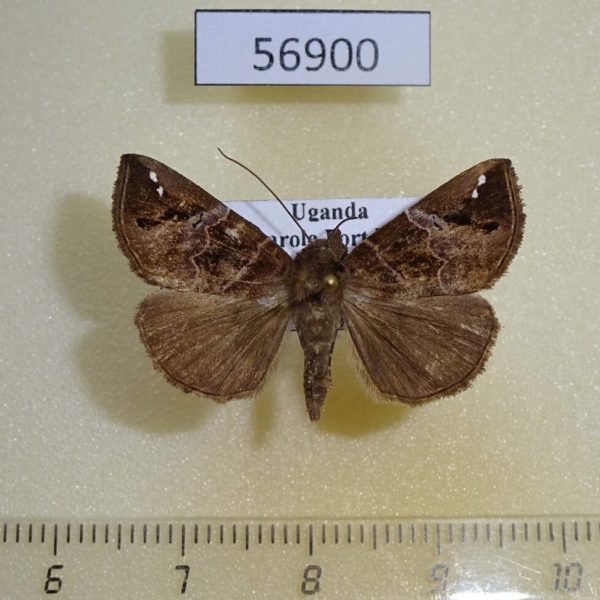 Noctuidae Hypena leucosticta Uganda