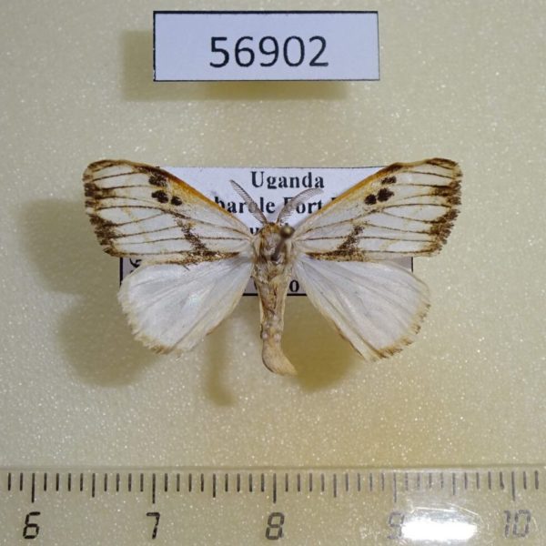 Lymantridae Jacksoniana striata Uganda