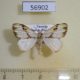 56902p Lymantridae Jacksoniana striata Uganda $6
