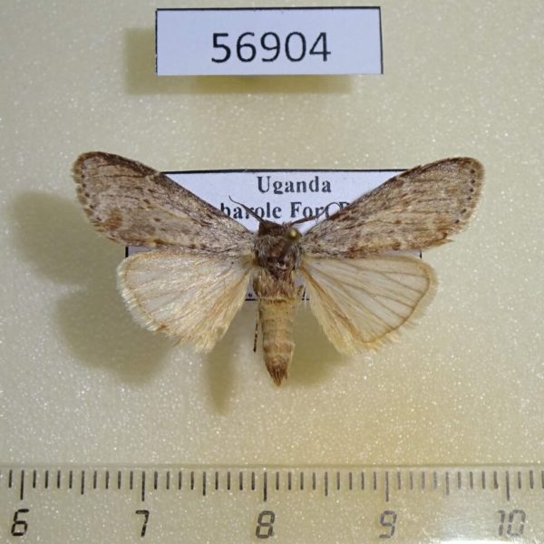 Notodontiidae Leptolepida malangae Uganda