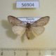 56904p Notodontiidae Leptolepida malangae Uganda $7
