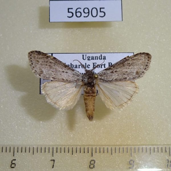 Notodontiidae Leptolepida malangae Uganda