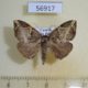 56917p Noctuidae sp. Uganda $5