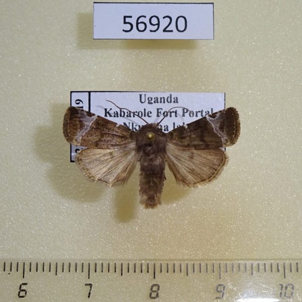 Noctuidae Elyptron ethiopica Uganda