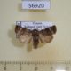 56920p Noctuidae Elyptron ethiopica Uganda $8