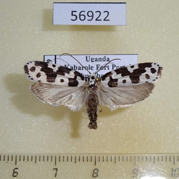 Depressariidae Ethmia sabiella Uganda