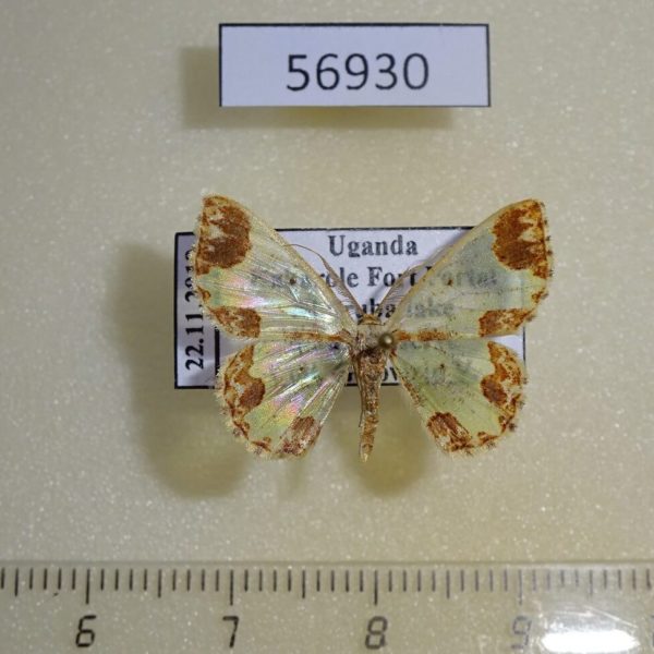 Geometridae Zamarada longidens Uganda