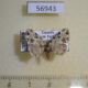 56943p Noctuidae Tegiapa craspedica Uganda $8