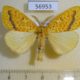 56953p Lymantridae Mylantria xanthospila Uganda $20