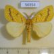 56954p Lymantridae Mylantria xanthospila Uganda $20