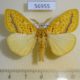 56955p Lymantridae Mylantria xanthospila Uganda $20