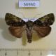 56960p Noctuidae Blenina sp. Uganda $7