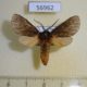 56962p Arctiidae Metarctia heinrichi Uganda $15