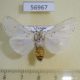 56967p Arctiidae Alpenus sp. affiniola Uganda $13