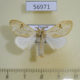 56971p Lymantridae Naroma varipes Uganda $7